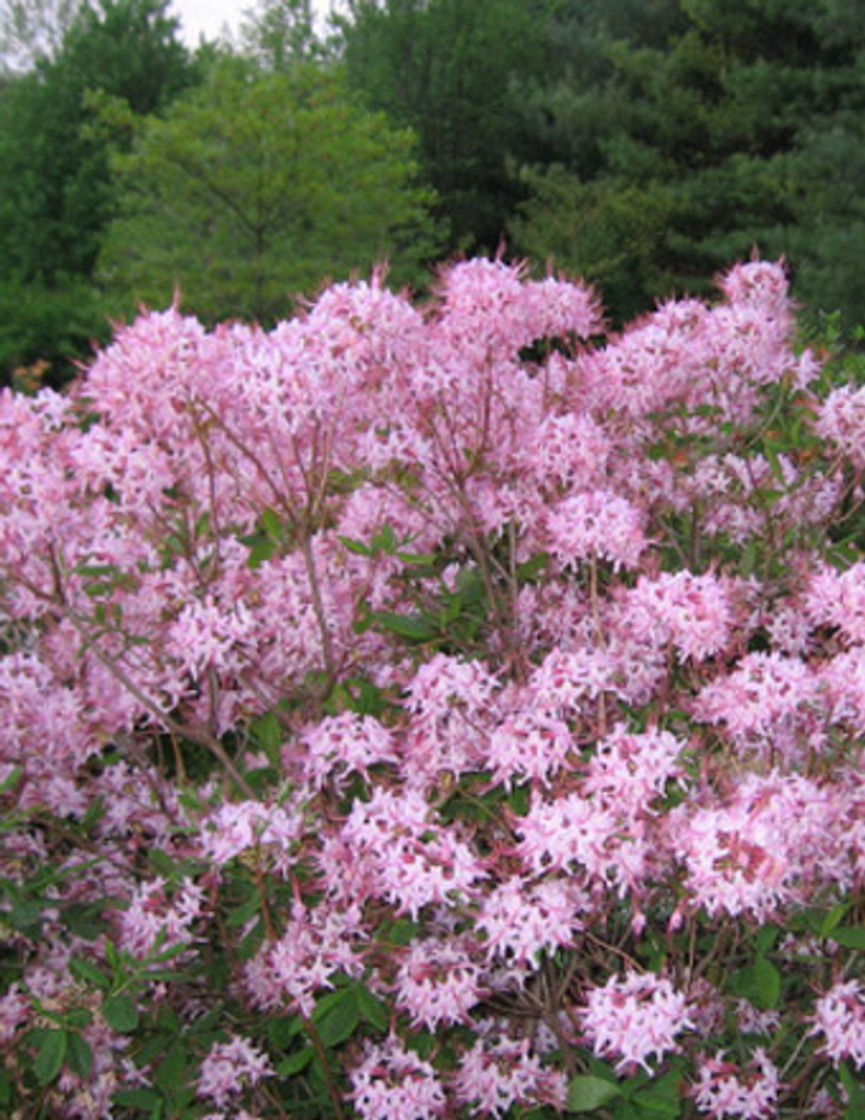 Karen F. O'Leary Profile Photo