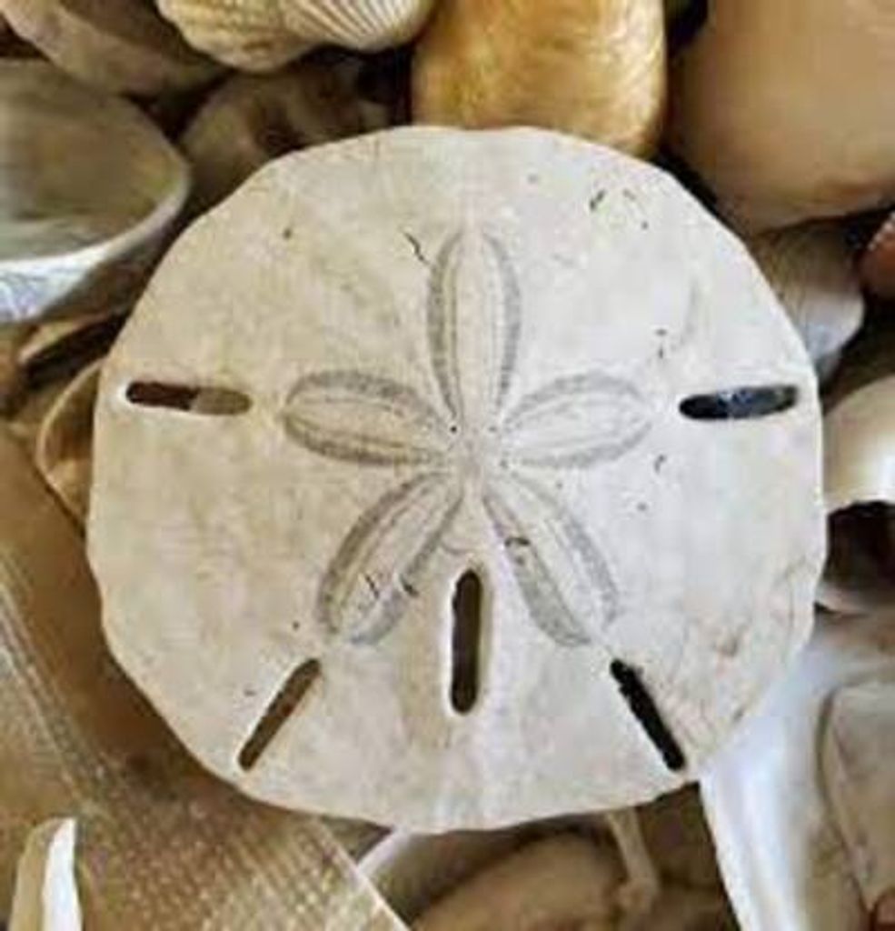 Thomas Szwajkowski Profile Photo