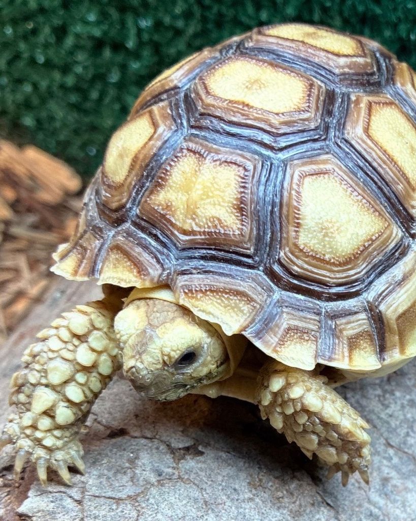 Little Foot Justice Profile Photo