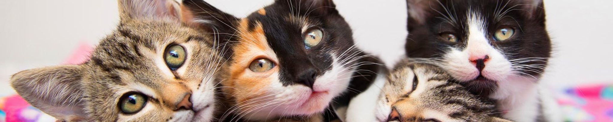 Cover for Marlene Ann Pardoe's Obituary