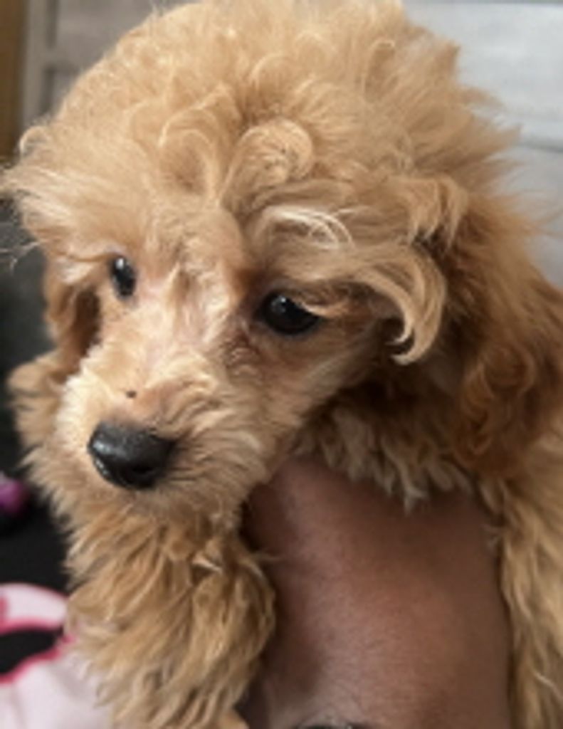 Teddy Livingston
