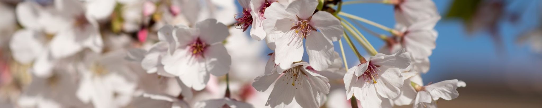 Cover photo for Elizabeth "Joanne" Mageean's Obituary