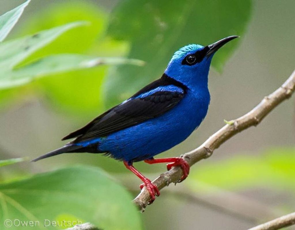 Cynthia Lee (Mackrell)  Wilson