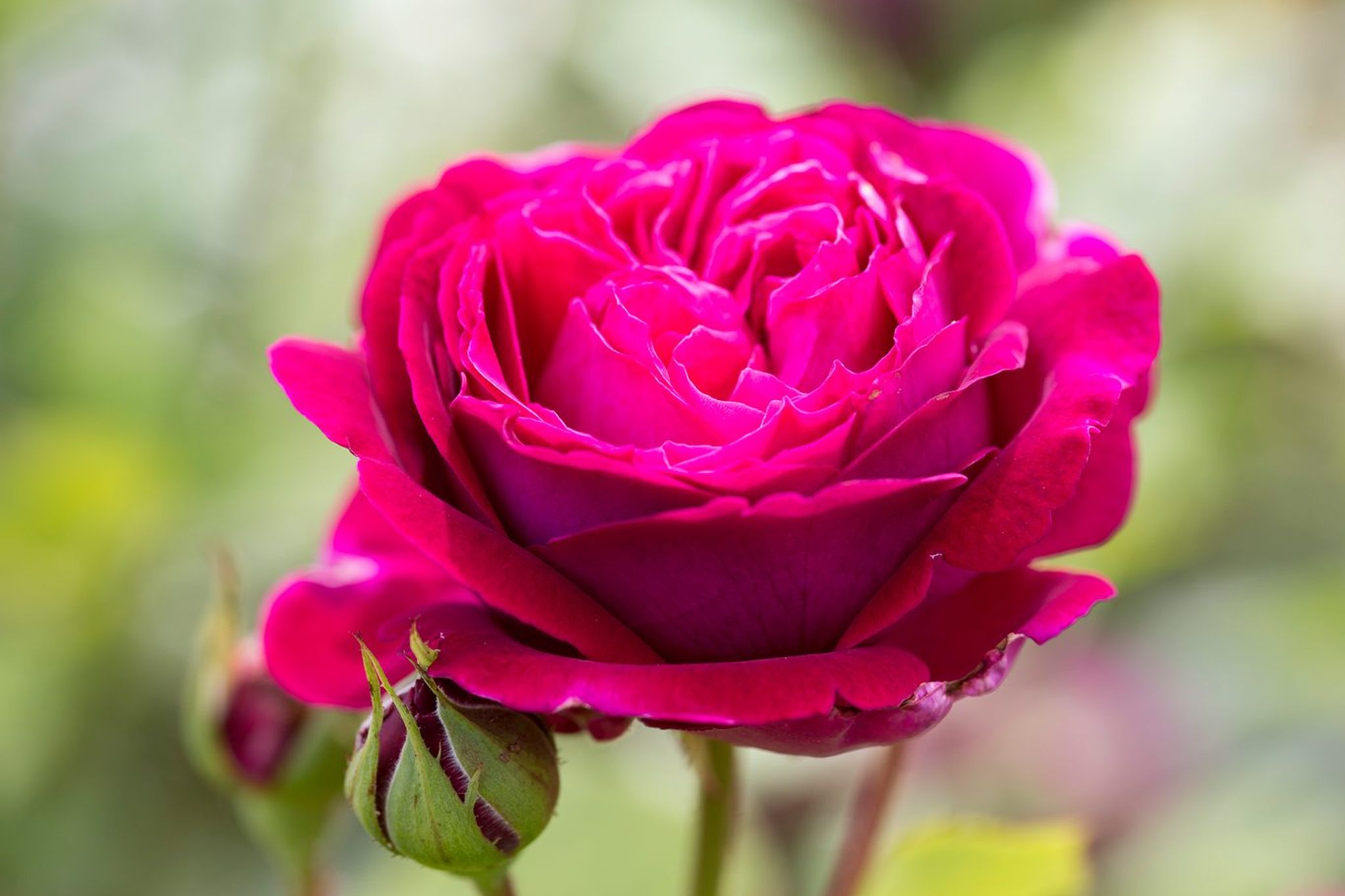 Cover for Josephine Romero's Obituary