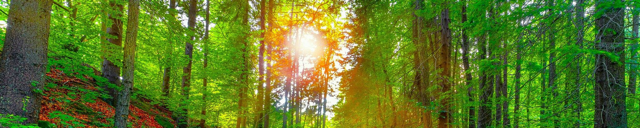 Cover for Jim R. Henry's Obituary