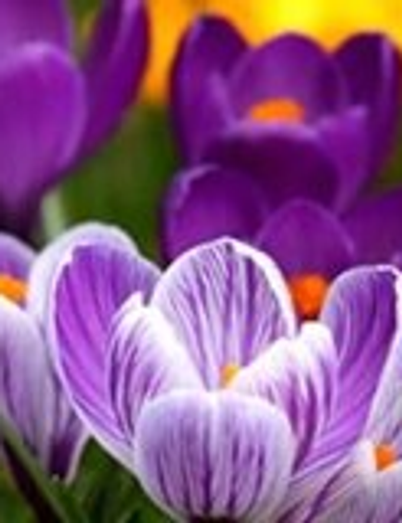 Tina Renee Grim Profile Photo