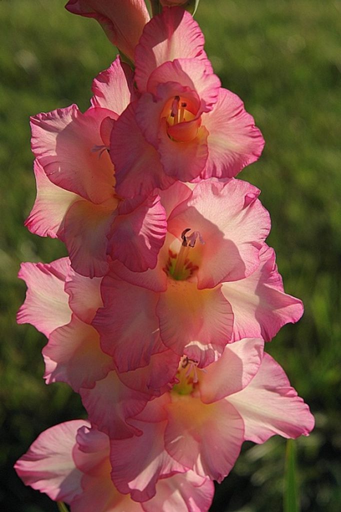 Edith Lorraine Kukuk Profile Photo