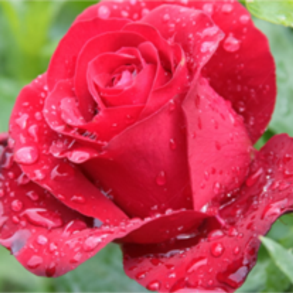 Rose M. Ritondo Profile Photo