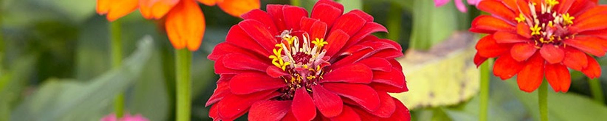 Cover photo for Annie Ruth Hodge Thomas's Obituary