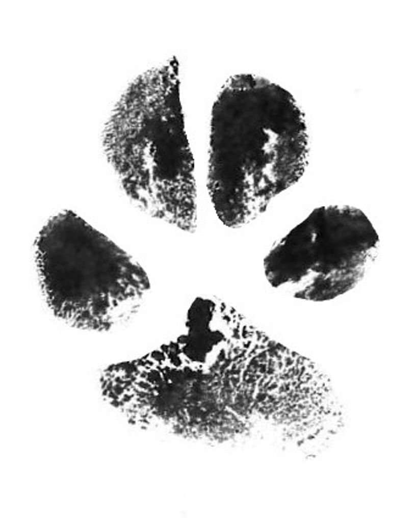 Misha Pennell Profile Photo