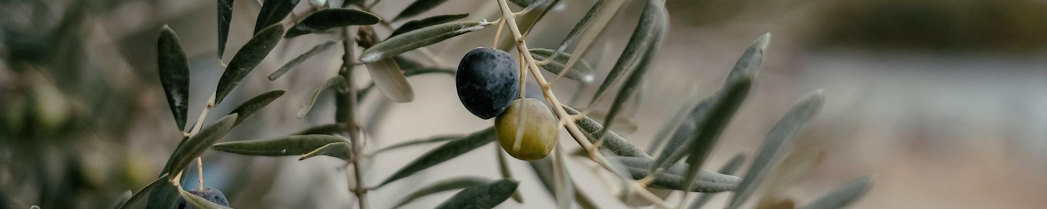 Cover for George (Jeries) Ibrahim Salim Rishmawi's Obituary