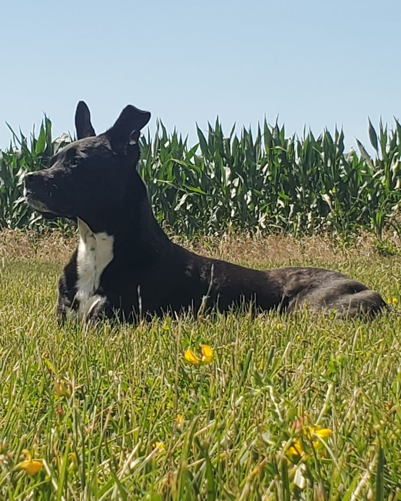 Harley Hardy Profile Photo