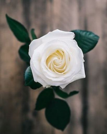 Anastasia Payne Profile Photo
