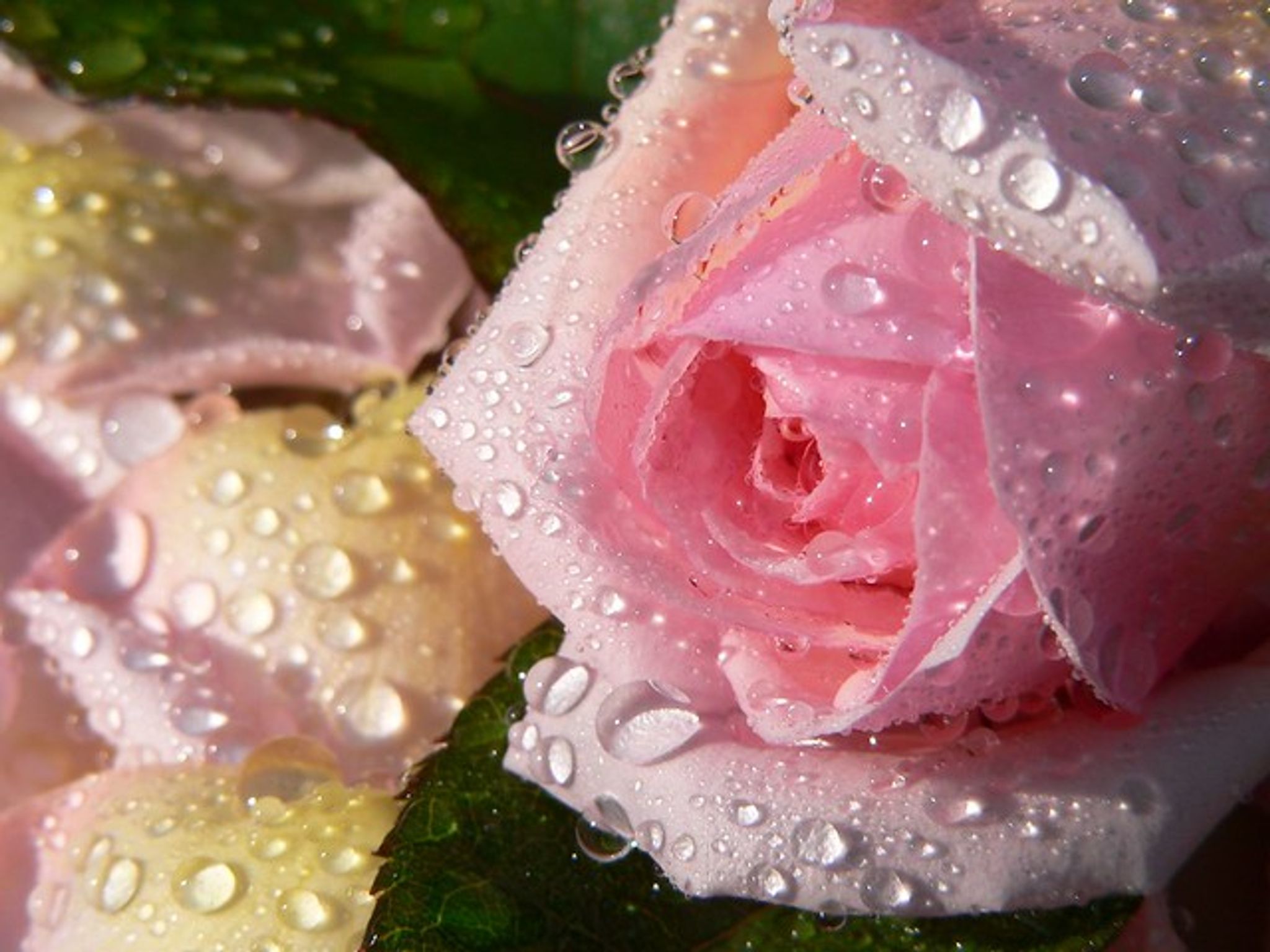 Cover for Letty Tyler Catlin's Obituary