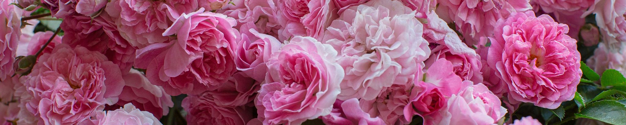 Cover for Alma Williams's Obituary