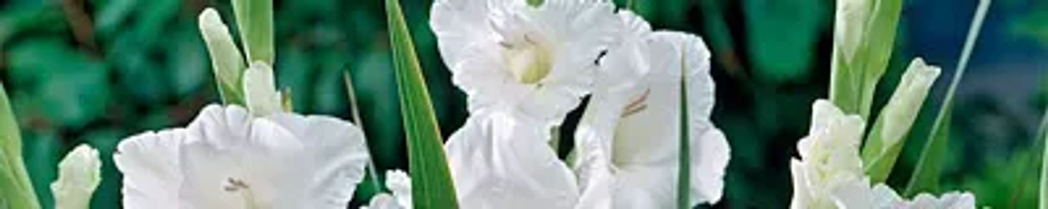 Cover photo for Delores M Wendorf's Obituary