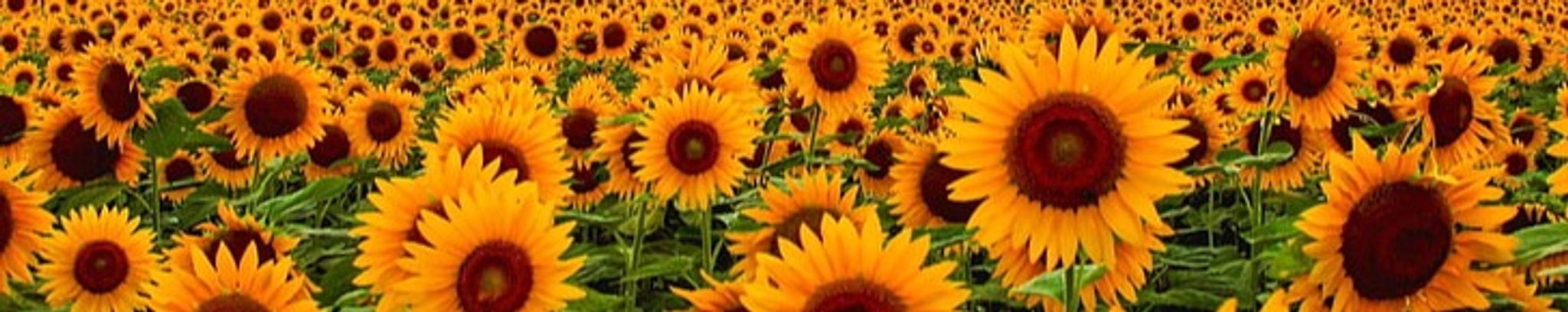 Cover photo for Sylvia Marie Schoonover's Obituary
