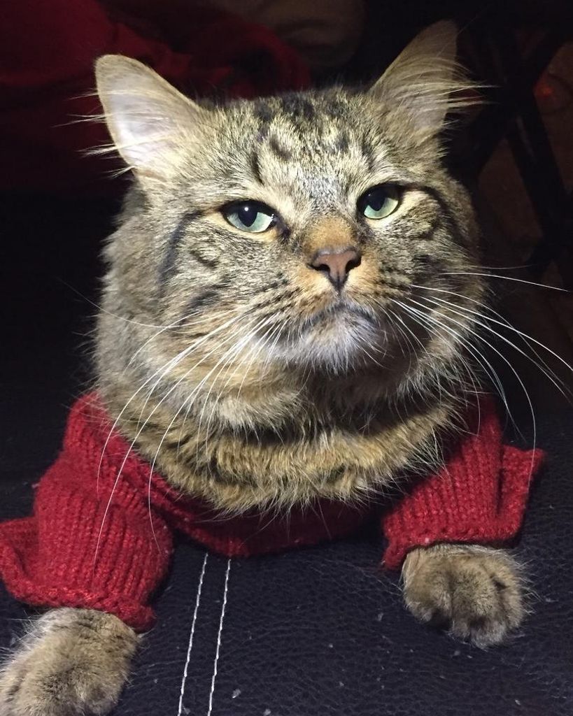 Cujo Kitty