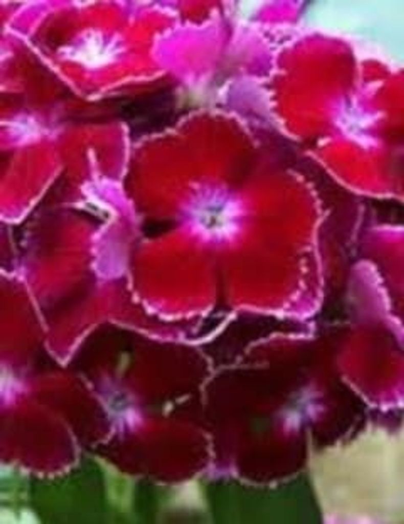 Annie Terry Profile Photo