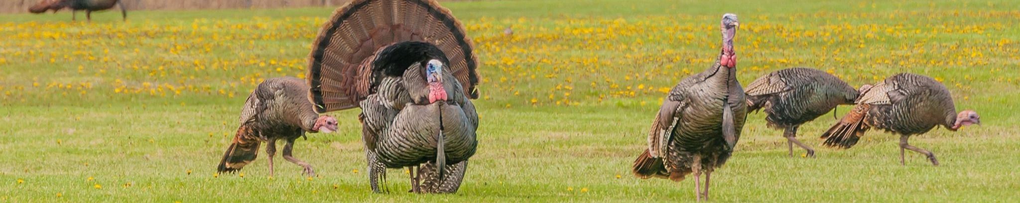 Cover for Ernest Thaxton Bailey's Obituary