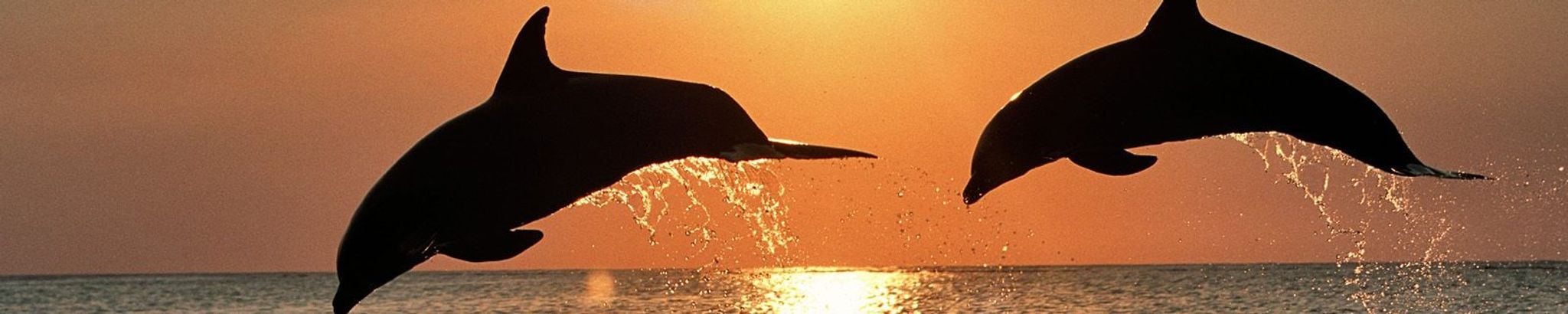 Cover for Kelli Elayne Roller's Obituary