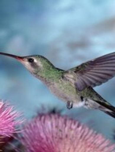 Minnie Brumfield Hall Profile Photo