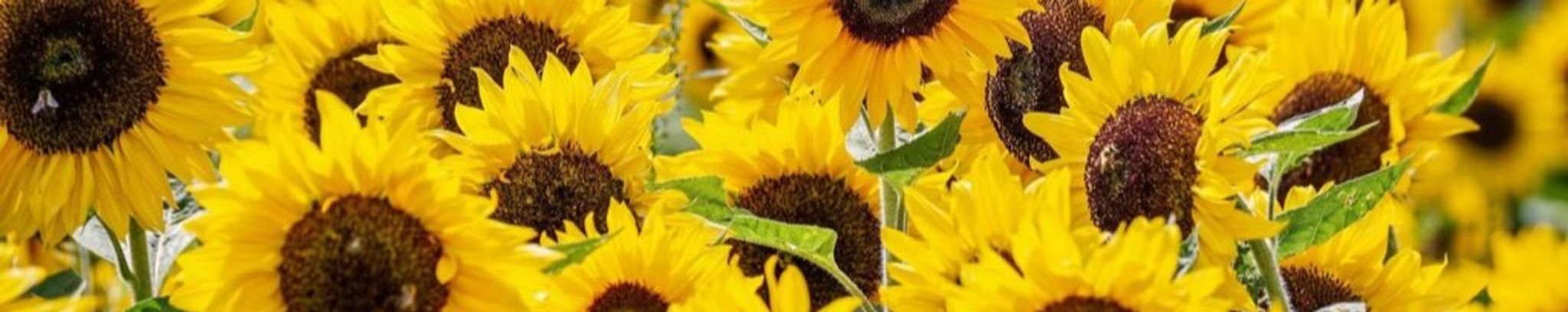 Cover photo for Theresa E. Marshall's Obituary