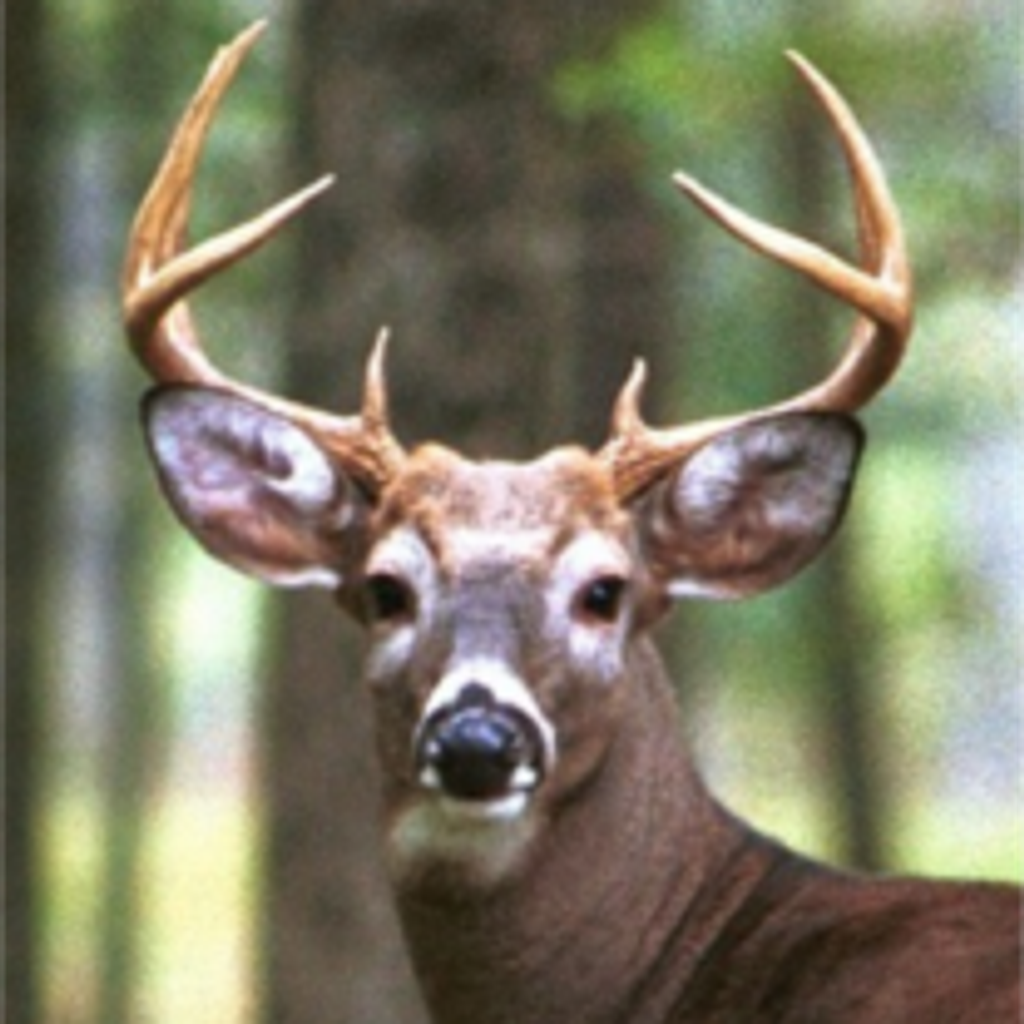 Russell "Big Rutt" Fox