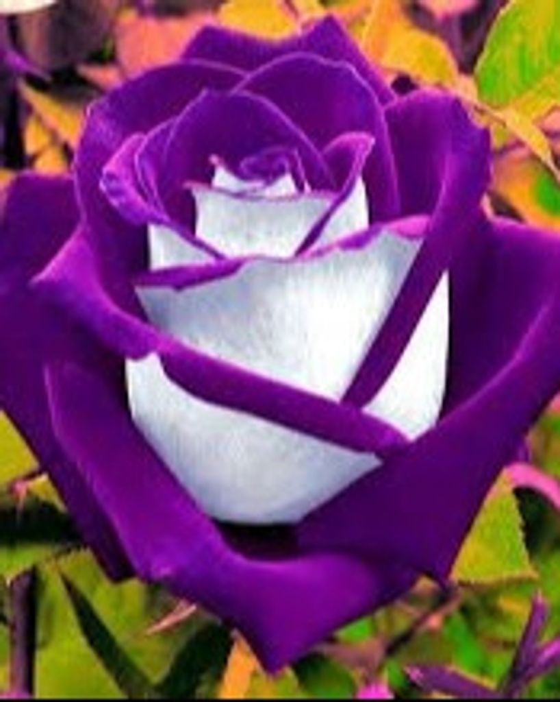 Joan C. Monroe Profile Photo