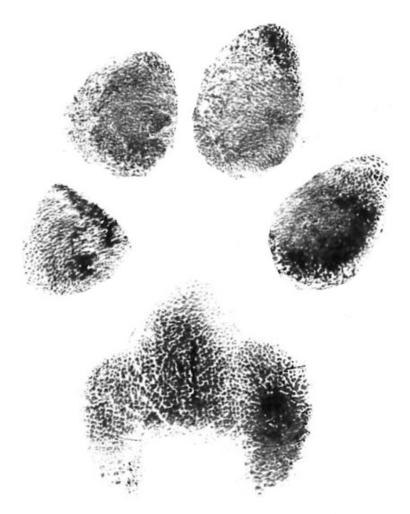 BB Gant Profile Photo