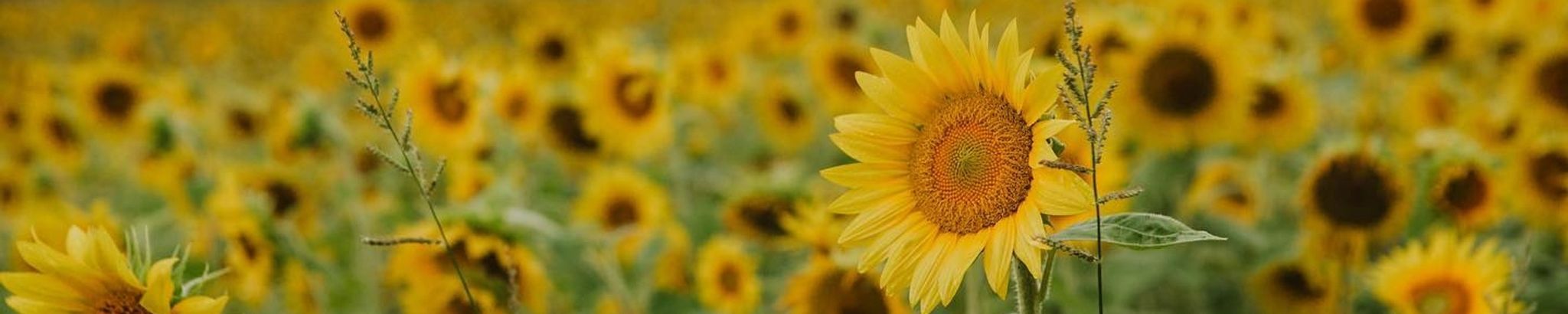 Cover photo for Arianna Anais Chenault's Obituary