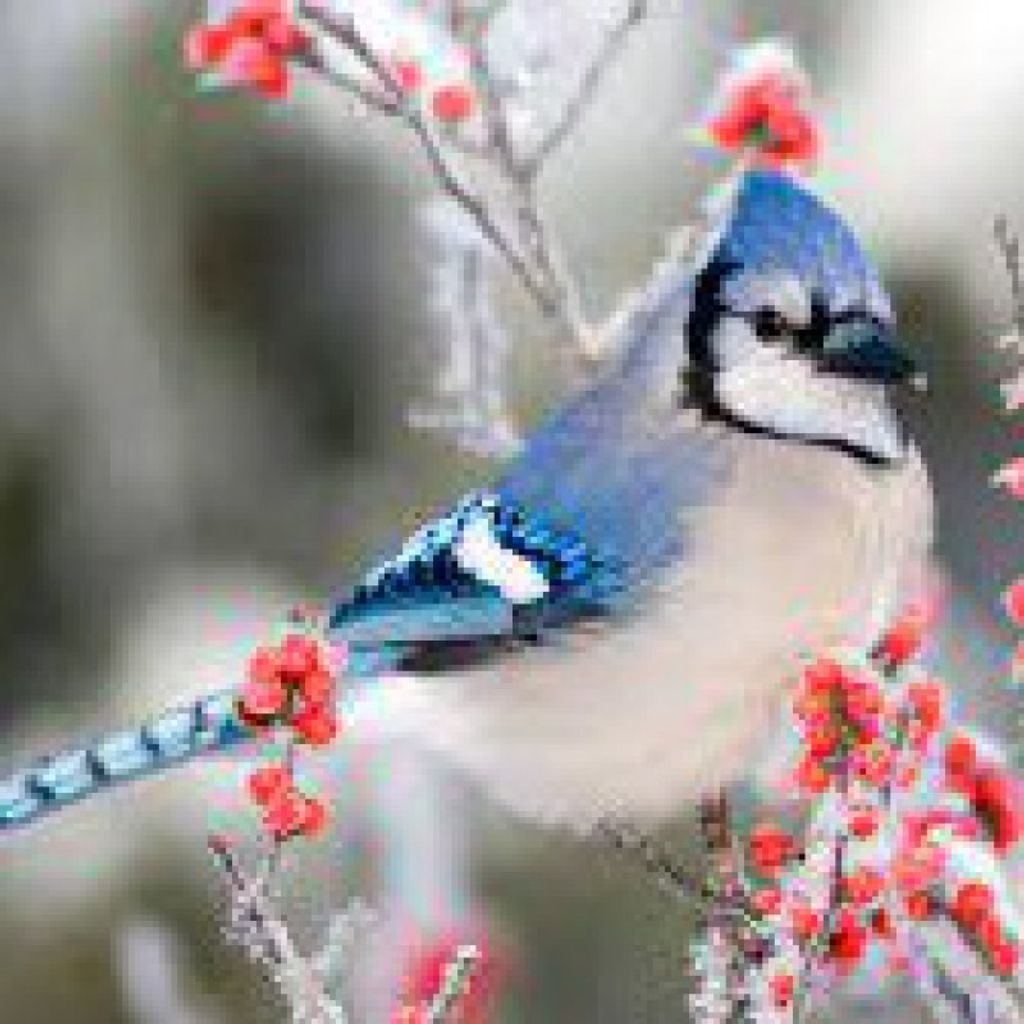 Lois Ann Cox Profile Photo