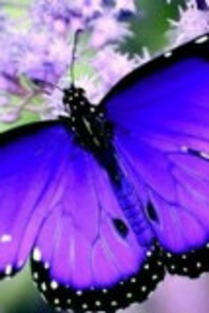 Kevina  Dyanasty Mobley Profile Photo