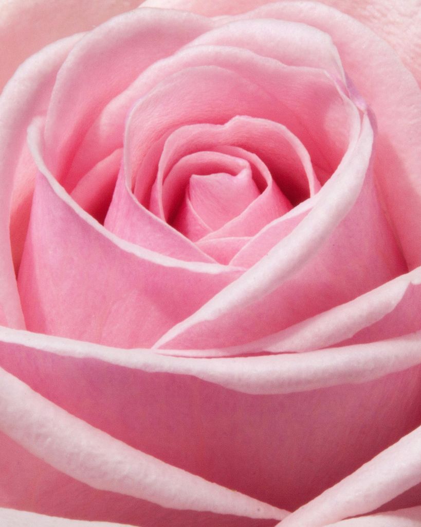 Lanisha Laquisha Dobson Profile Photo