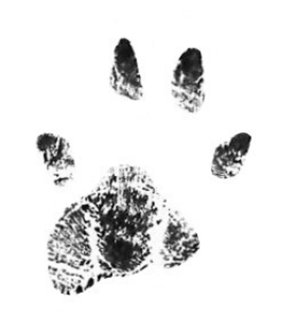 Tiger Atkins