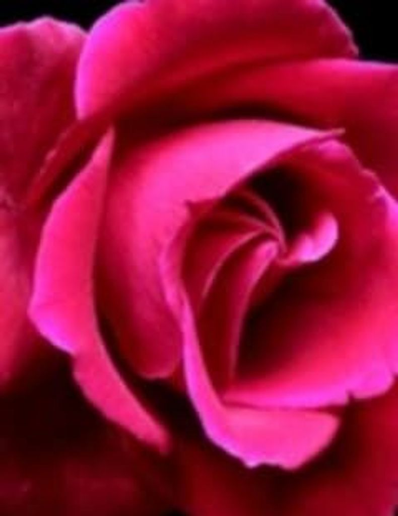 Patricia Sims Profile Photo