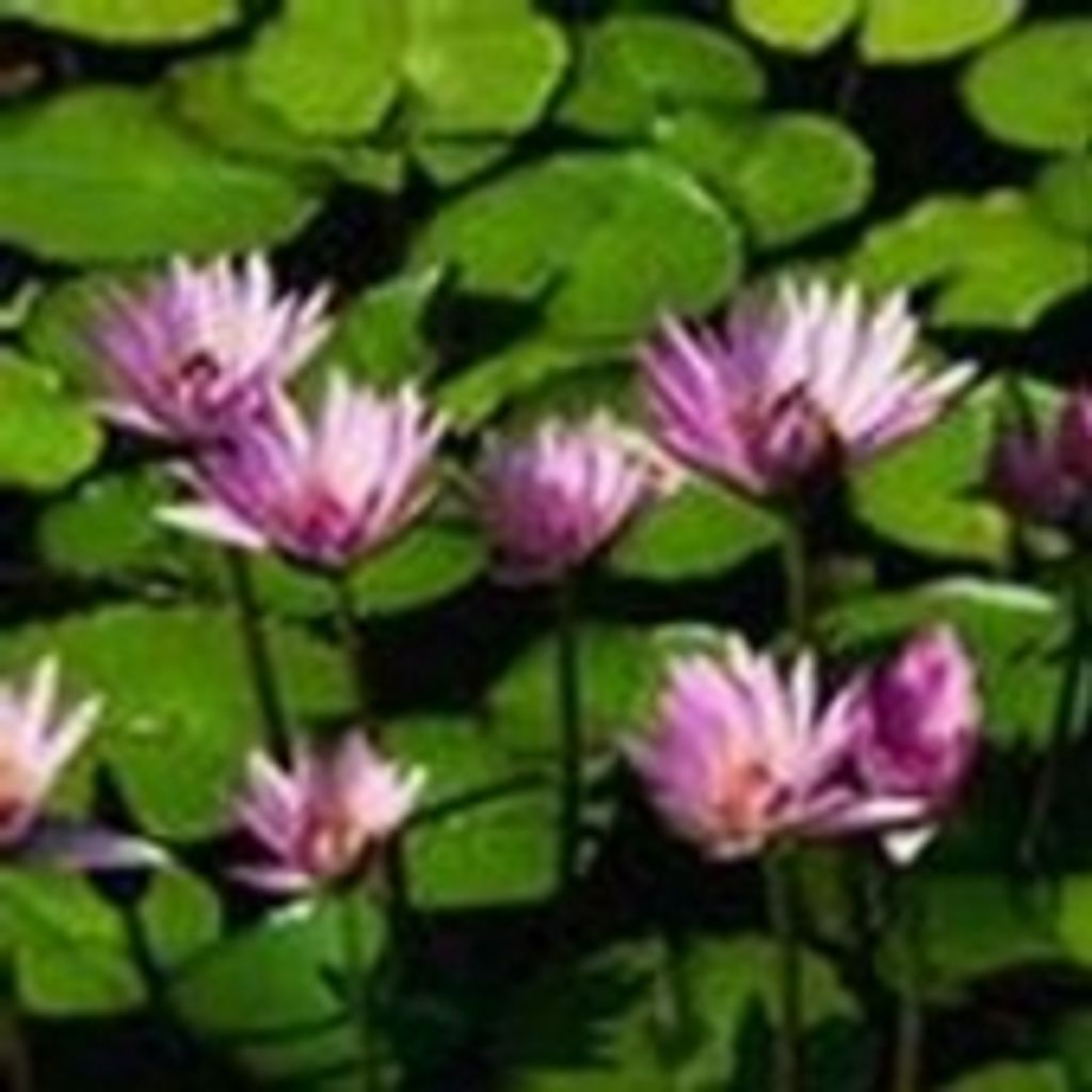 Marietta Howard. Snedaker Full Obituary