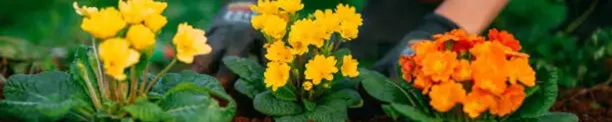 Cover for Barbara "Babs" Lee Shaffer's Obituary