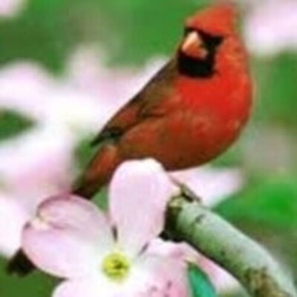 Claudine Reed Marett