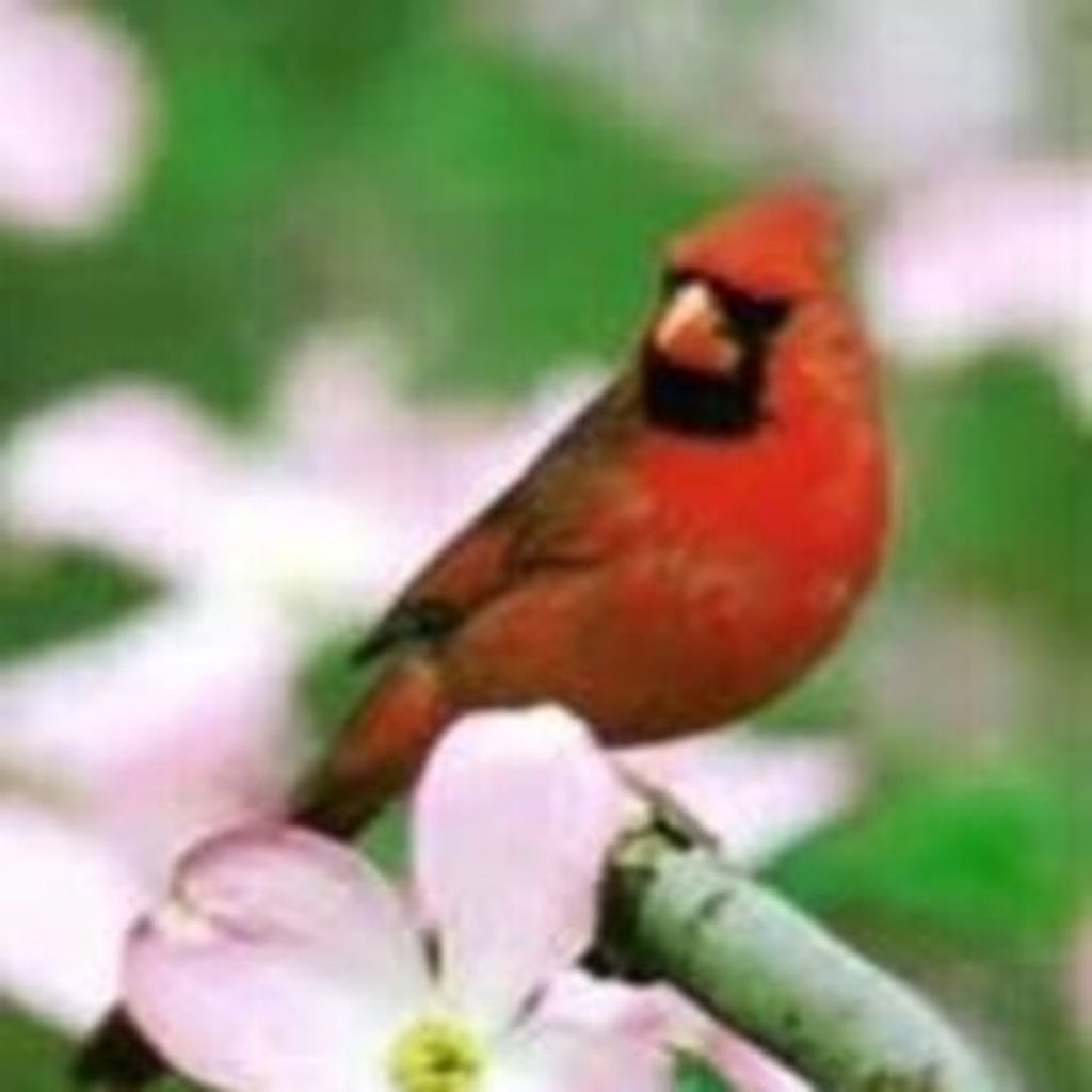 Dorothy Edith Delaney