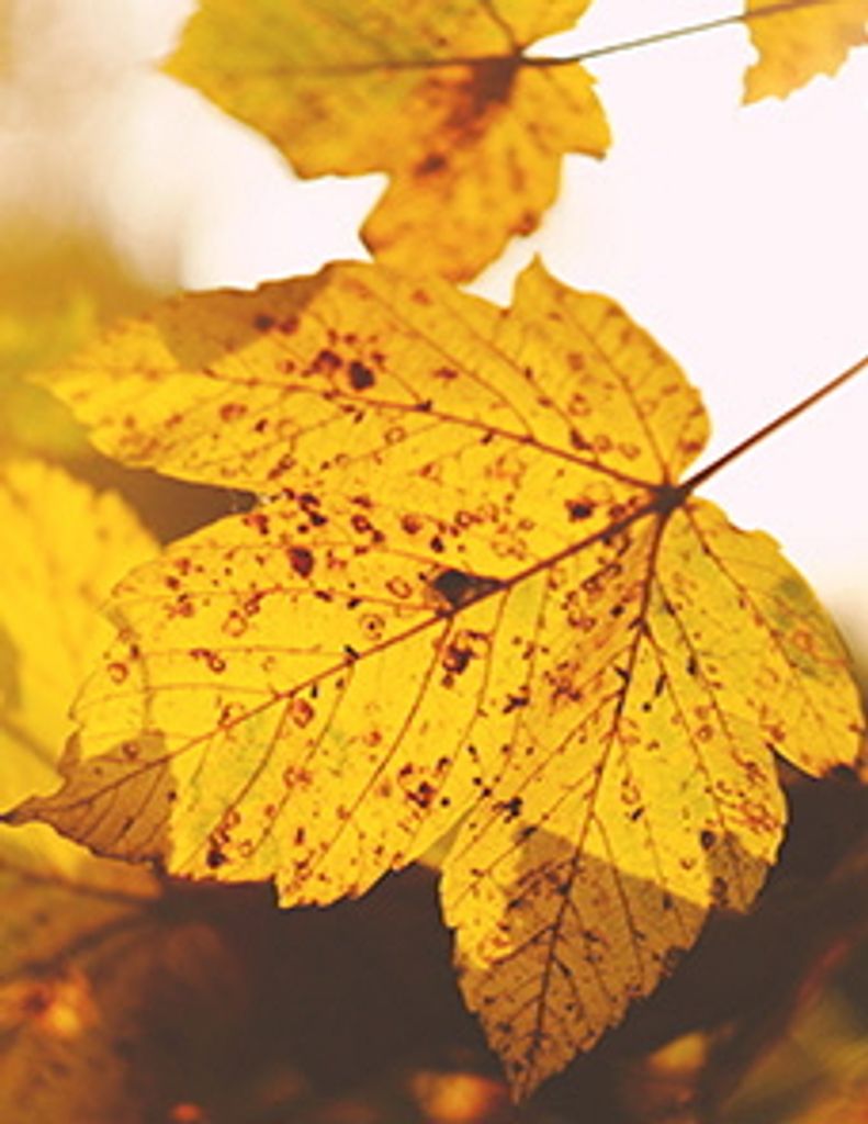 Pat Ming Chiu Profile Photo