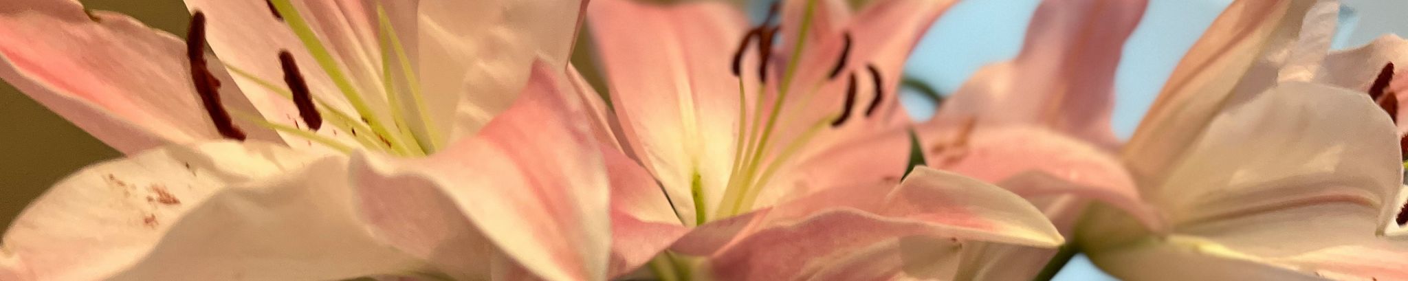 Cover for Evelyn Barrow's Obituary