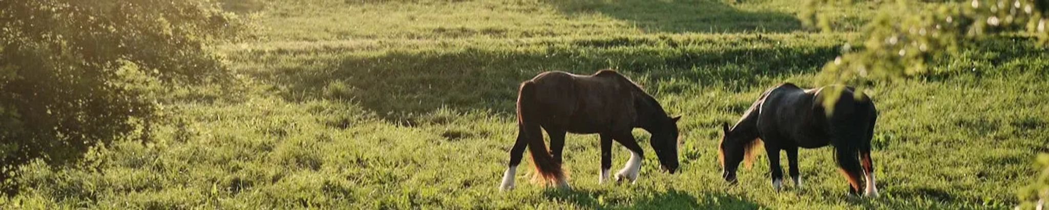 Cover for Susan Coffey's Obituary