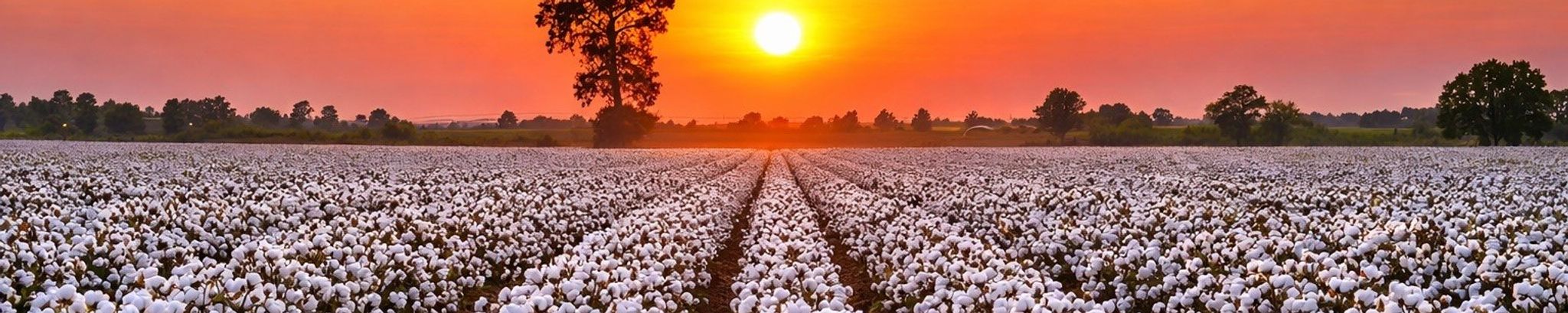 Cover for John M. Williams's Obituary