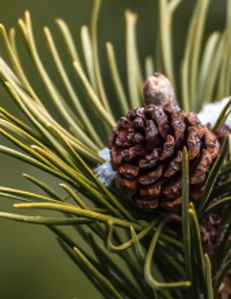 Charles D Bond Profile Photo