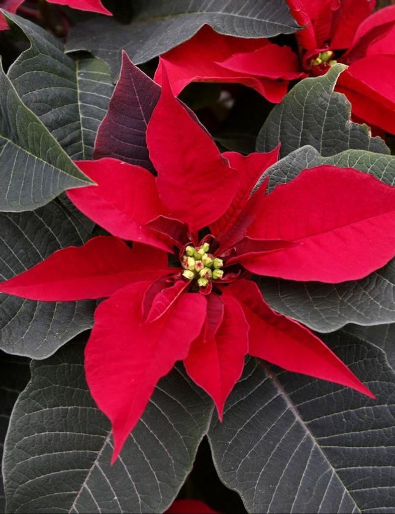 Mary Ann Hanna Profile Photo