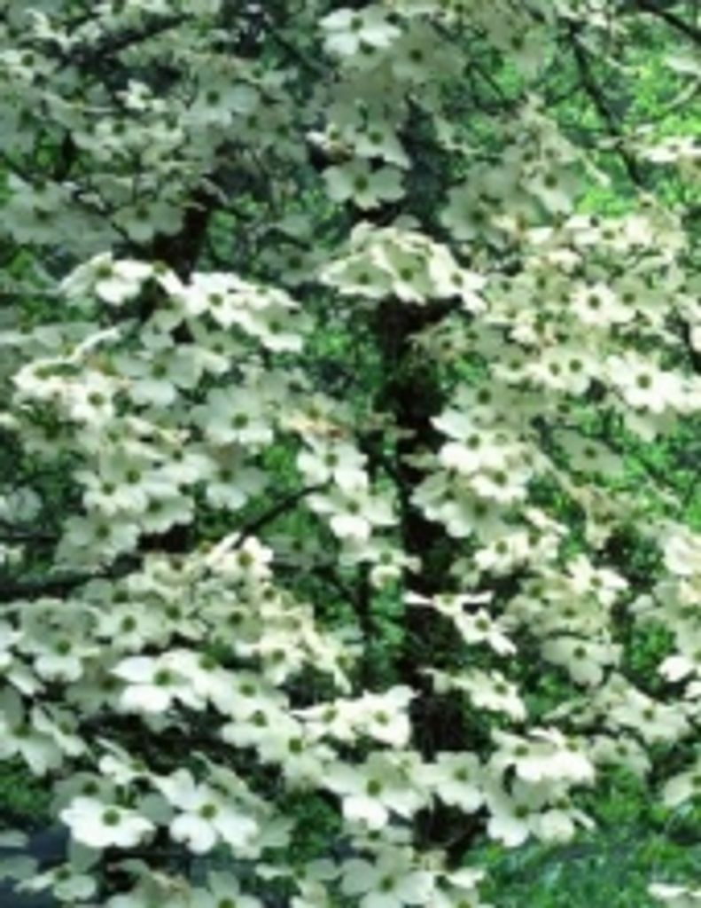 Billy Gray Tackett -Glbfh