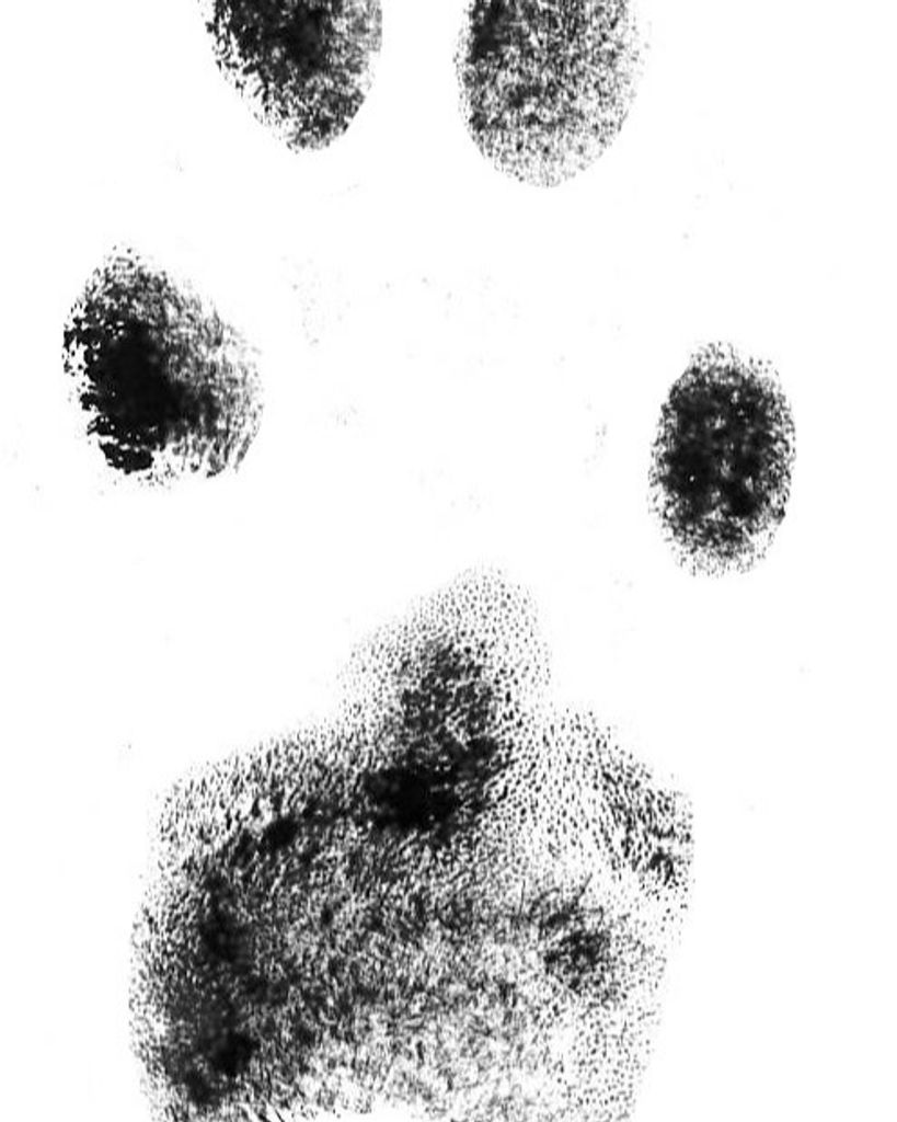 Blue Shoemaker Profile Photo