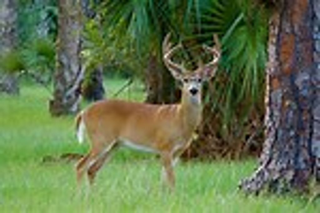 Richard L. "Dick" Litzelman