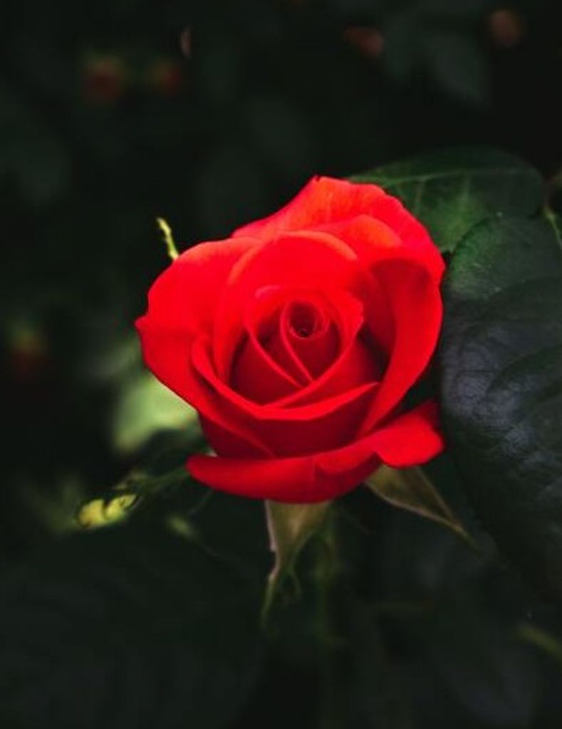 Rose A. Lazere